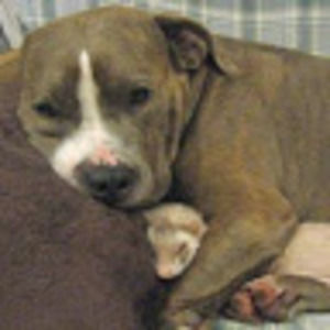 Meet your Posher, Anabel